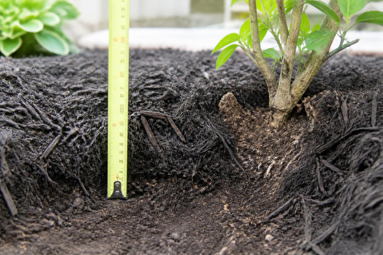 Tape measure standing in a three inch layer of shredded mulch over topsoil in a garden bed, with mulch pulled back from the shrub stem